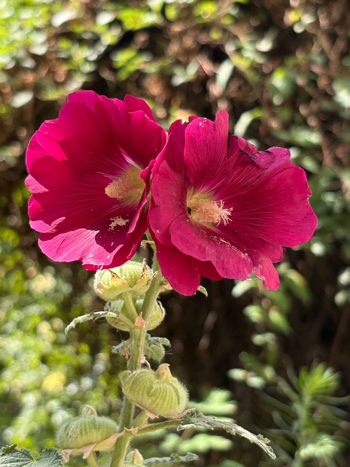 Magenta Flowers in Full Bloom | Nature | Svetlana Mhitarean | YESODI